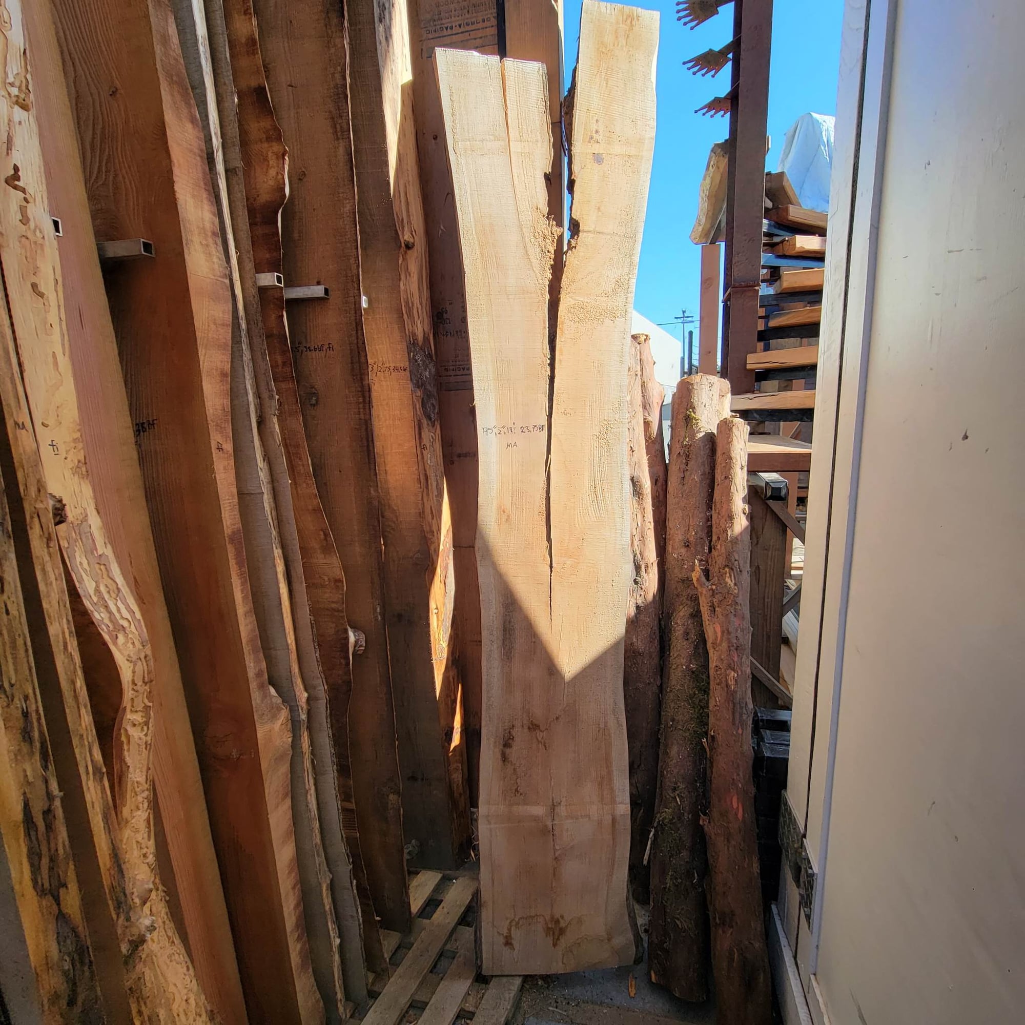 Big Leaf Maple